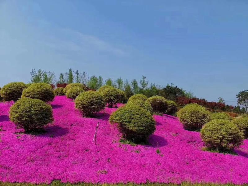 丛生福禄考，芝樱，精品地被，宿根花卉，玫红，粉花，