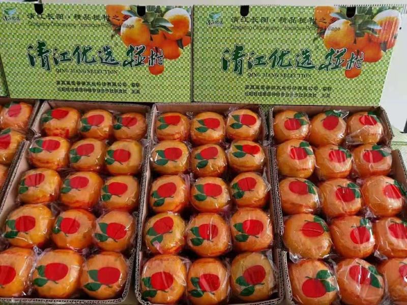椪柑（芦柑）高山椪柑产地直销批发，货源充足，