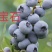 聚宝农业精品蓝莓苗组培苗