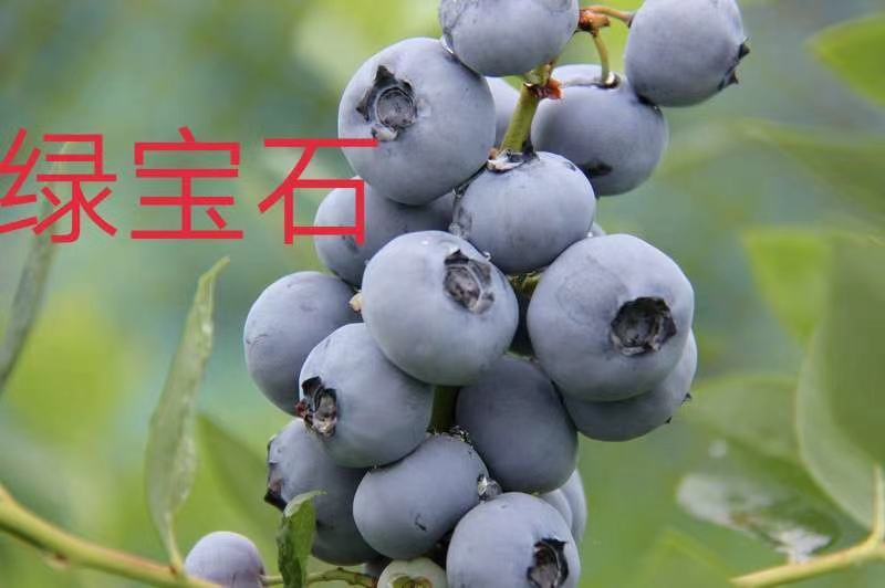 聚宝农业精品蓝莓苗组培苗