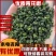 重庆新货/青麻椒/特麻/颗颗精选/开口率高/可对接商超
