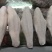 大量8成巴沙鱼柳现货