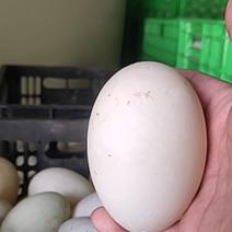 新鲜双黄鸭蛋，最低125g