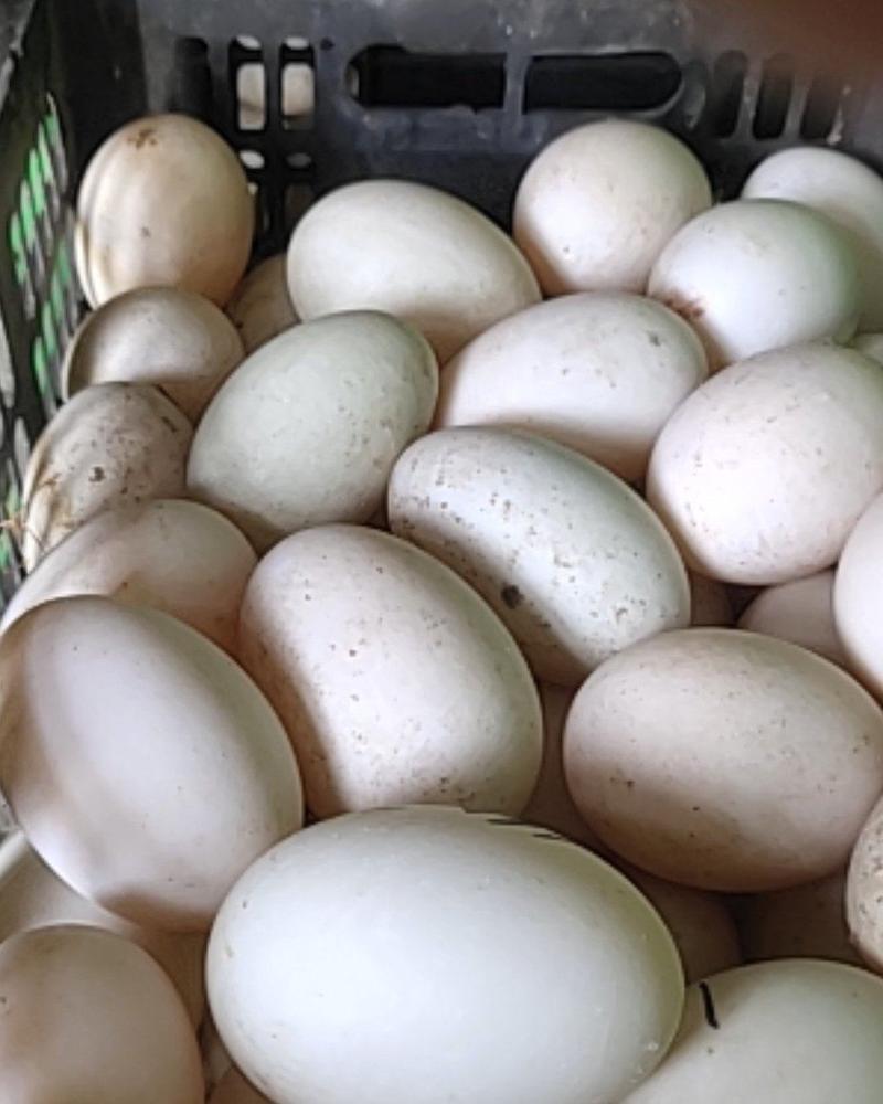 新鲜双黄鸭蛋，最低125g