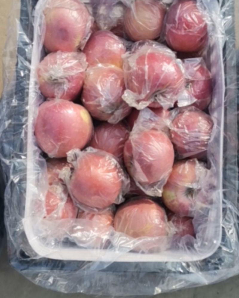 万荣膜袋红富士苹果大量供应/一手货源/可视频看货