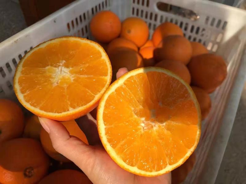 橙子，夏橙，米莱，夏津皮毛光滑细腻大量供应商超平台市场