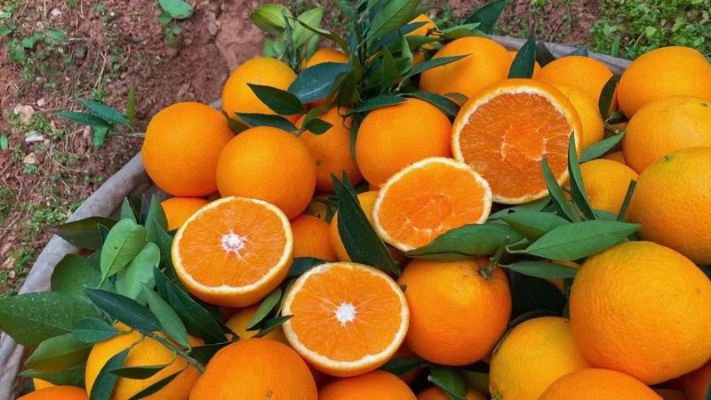 橙子甜橙纽荷尔橙伦晚橙中华红血橙二月红橙子口感超甜水分足