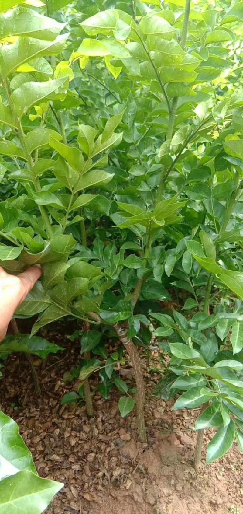 【精品】黑金刚黄皮苗黑黄皮苗贵妃黄皮苗正品保证
