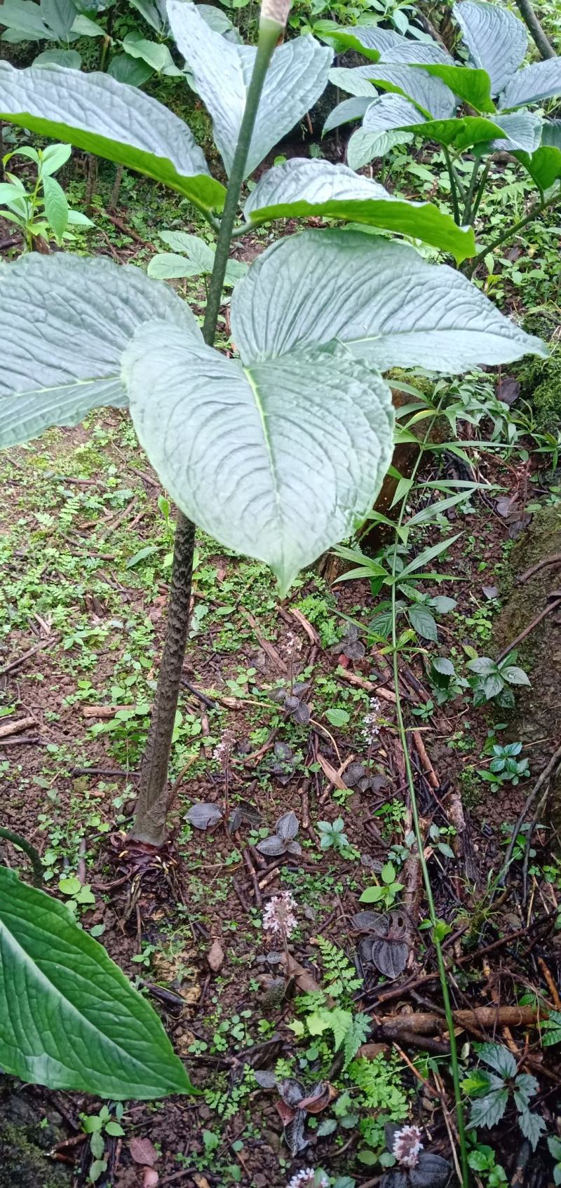野生半截烂，红根需要的下单