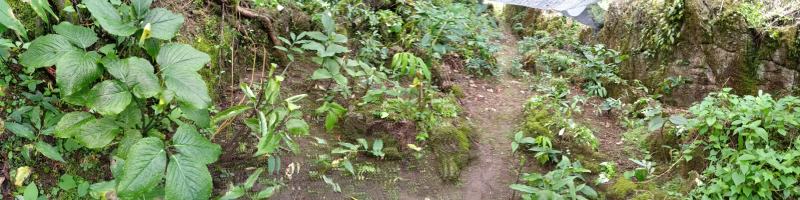 野生半截烂，红根需要的下单