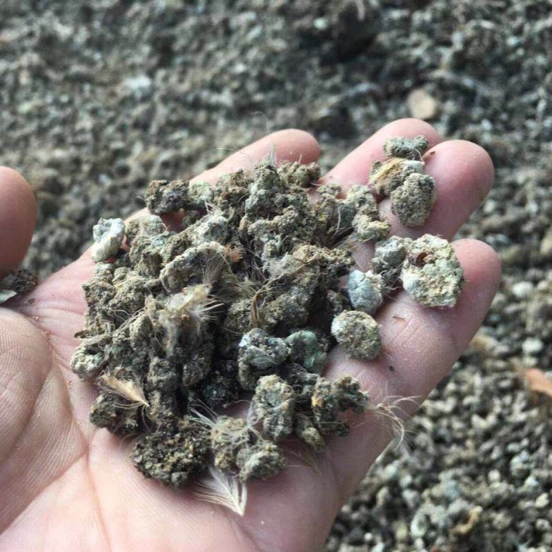 鹌鹑粪，颗粒度好，水泥地晒干鹌鹑粪，无杂质货源好价格好
