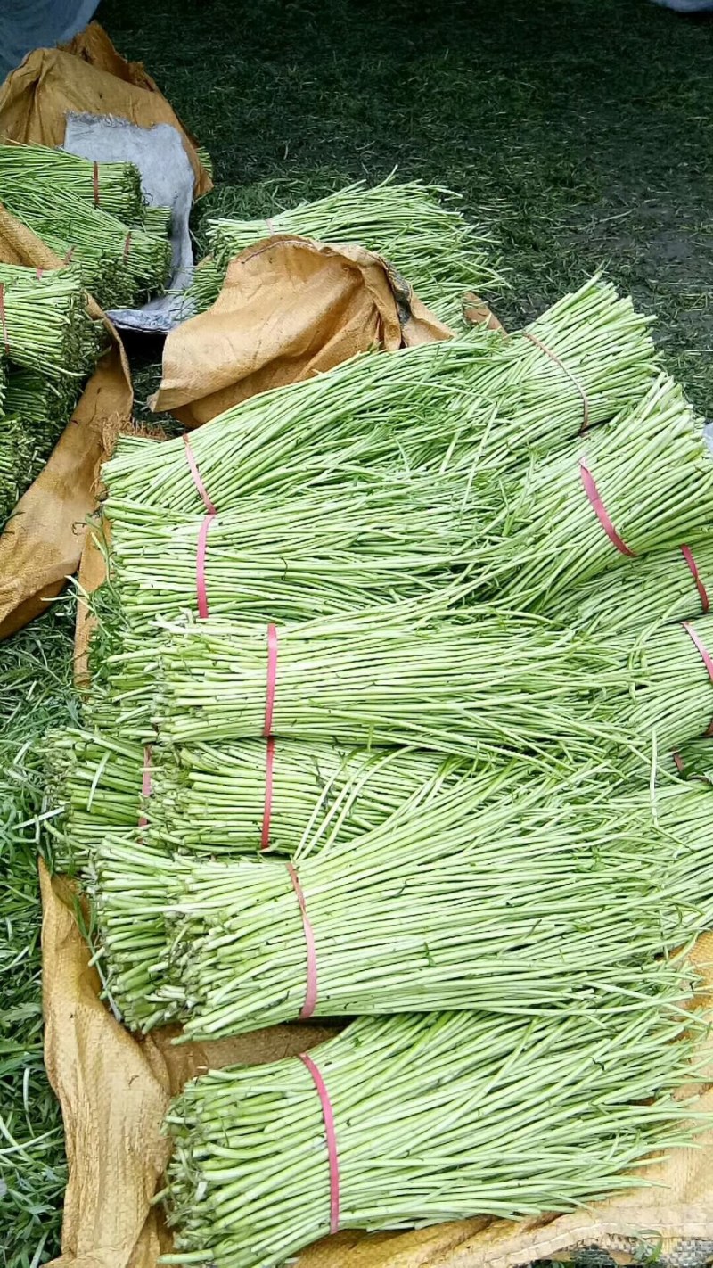 芦蒿新鲜芦蒿产地直销欢迎各地采购商上门看货