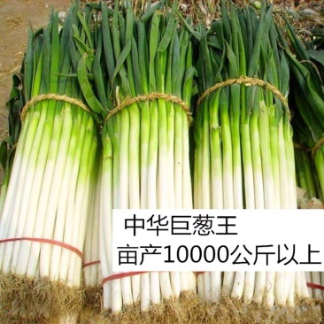 章丘大葱种子日本铁杆葱四季小香葱中华巨葱高产抗病抗倒伏
