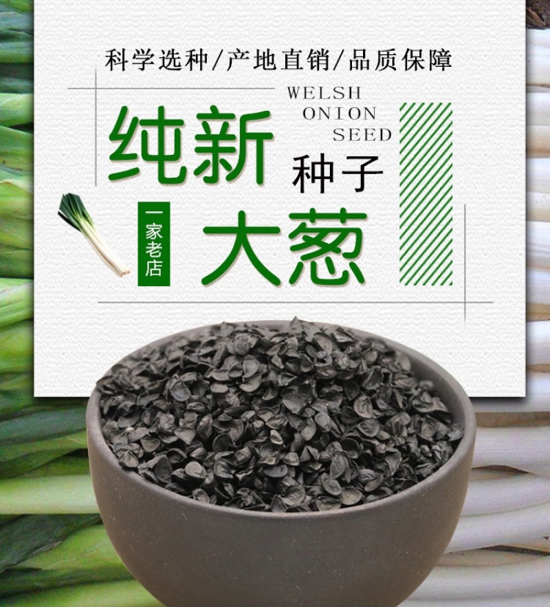 章丘大葱种子日本铁杆葱四季小香葱中华巨葱高产抗病抗倒伏