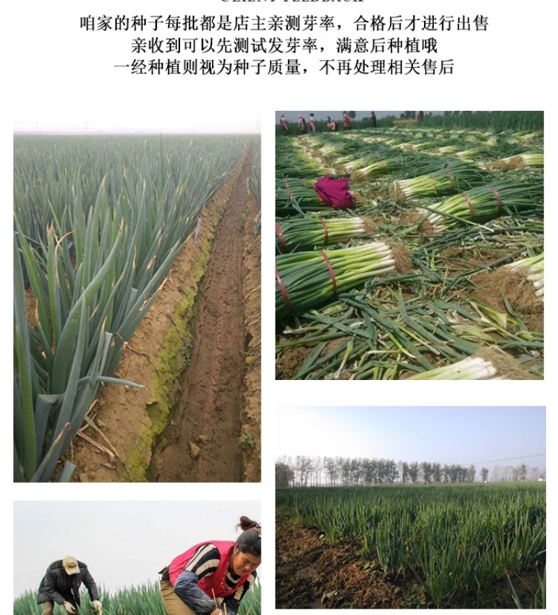 章丘大葱种子日本铁杆葱四季小香葱中华巨葱高产抗病抗倒伏