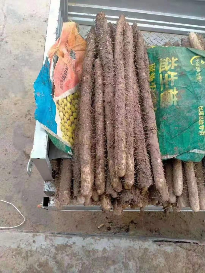 麻山药！大货！软糯甘甜！有条形！粗度！长度