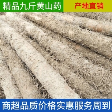 2025年九斤黄山药基地直供欢迎新老顾客前来选购诚信经营