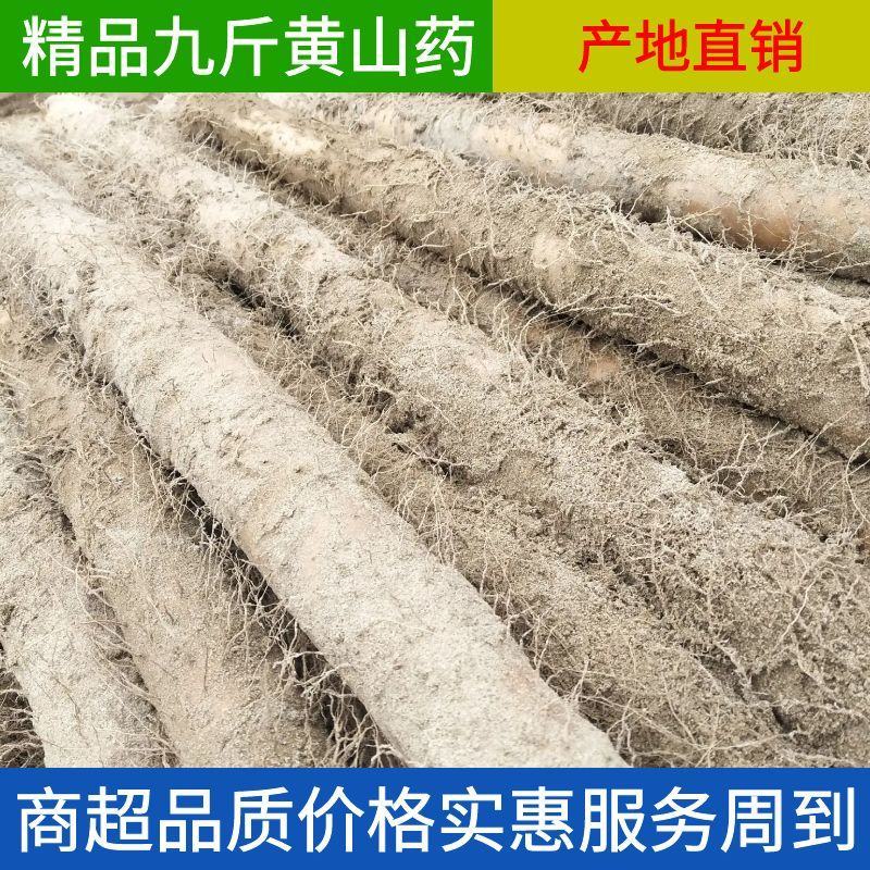 2025年九斤黄山药基地直供欢迎新老顾客前来选购诚信经营