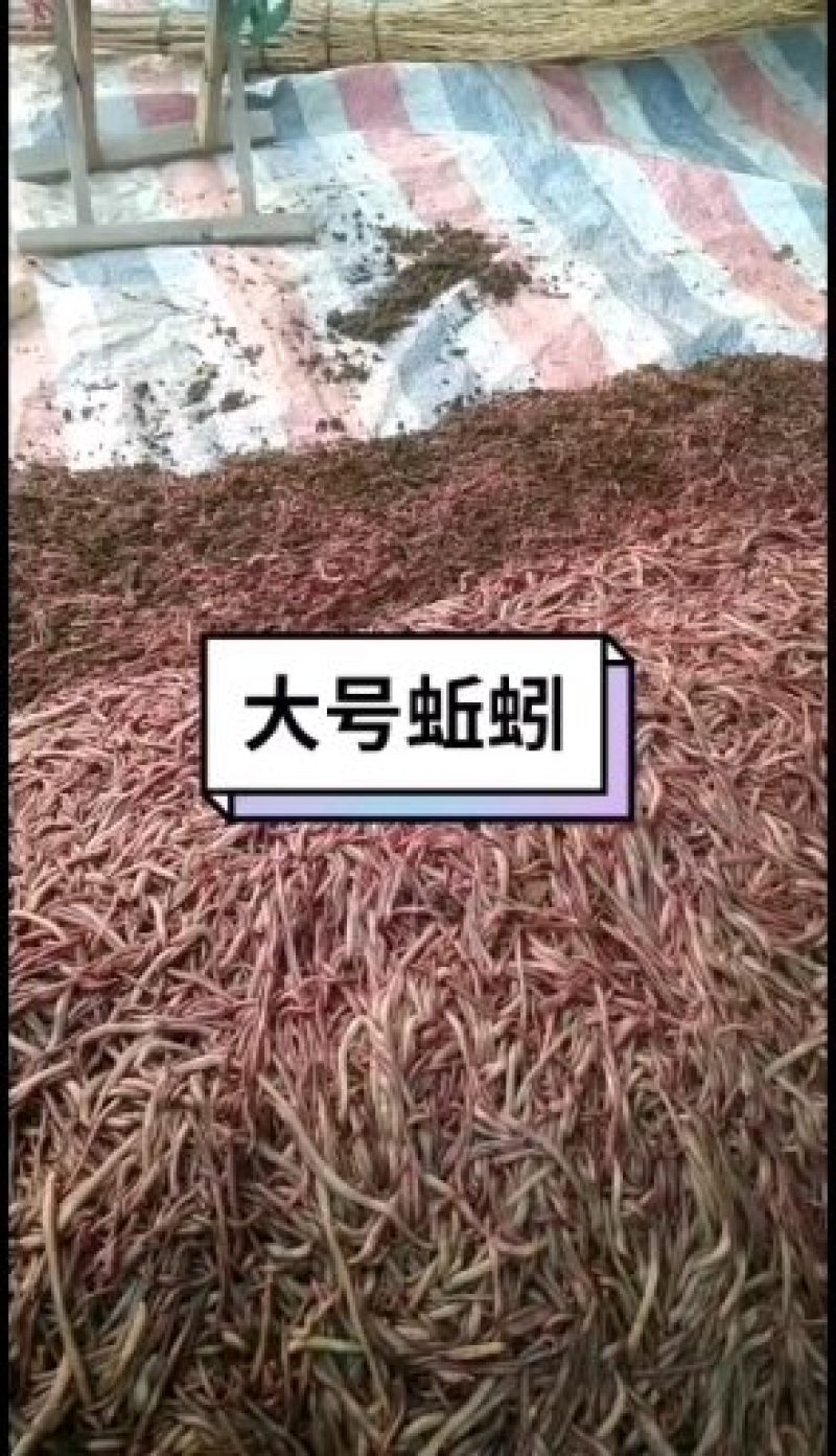 批发盒装蚯蚓，野钓，种苗，鱼食，鱼饵，鸟食，中大号蚯蚓