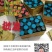 批发盒装蚯蚓，野钓，种苗，鱼食，鱼饵，鸟食，中大号蚯蚓