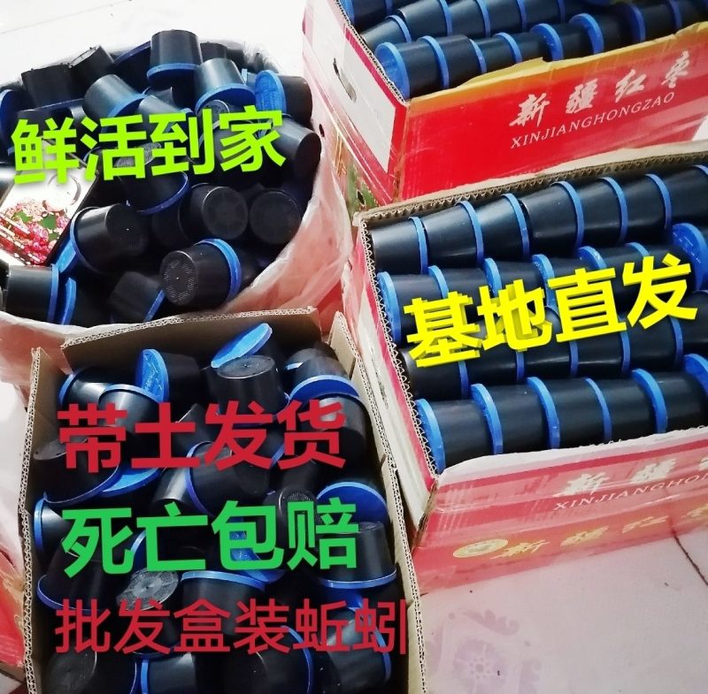 批发盒装蚯蚓，野钓，种苗，鱼食，鱼饵，鸟食，中大号蚯蚓