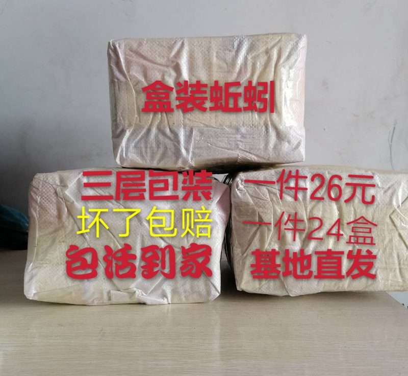 批发盒装蚯蚓，野钓，种苗，鱼食，鱼饵，鸟食，中大号蚯蚓