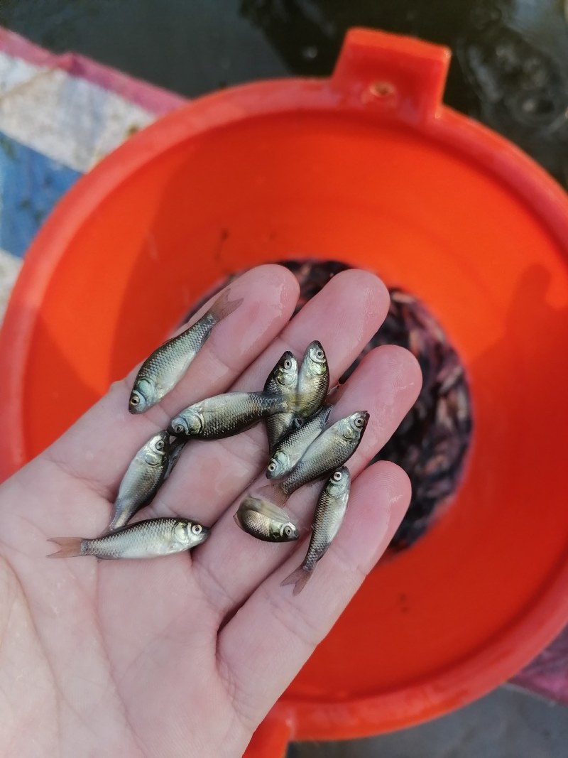 鲫鱼苗，快大优质鲫鱼苗，广东鱼苗场直销，量大从优