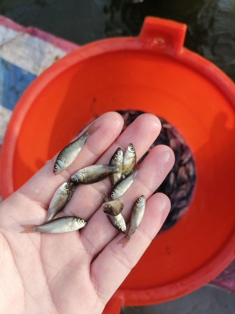 鲫鱼苗，快大优质鲫鱼苗，广东鱼苗场直销，量大从优