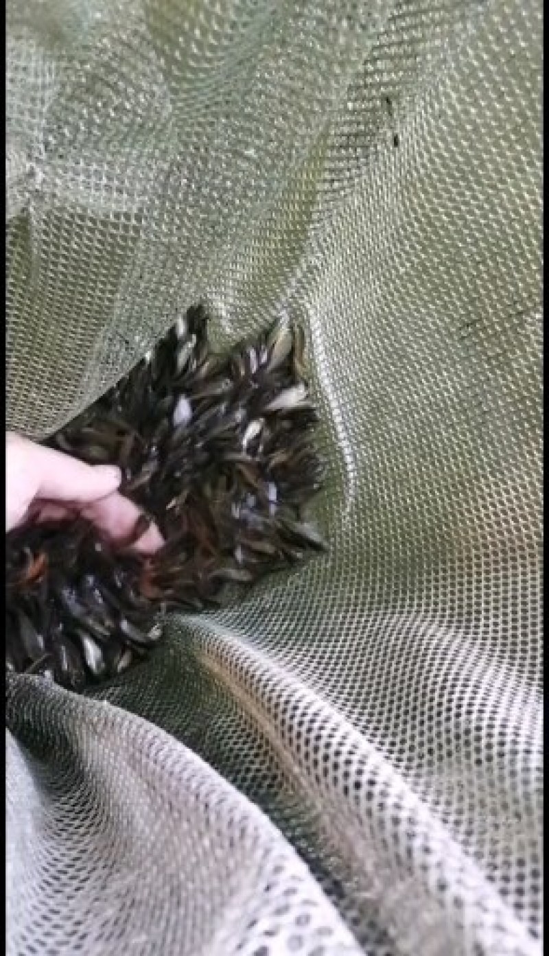 鲤鱼苗，建鲤鱼苗，广东鲤鱼苗批发，产地直销