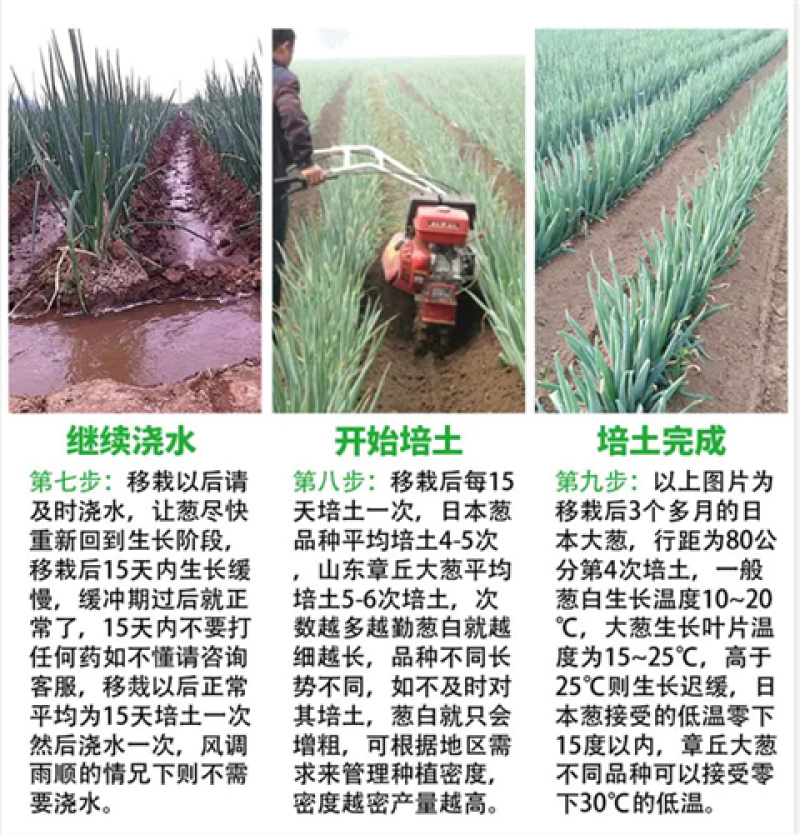 章丘大葱种子日本铁杆葱四季小香葱中华巨葱高产抗病抗倒伏