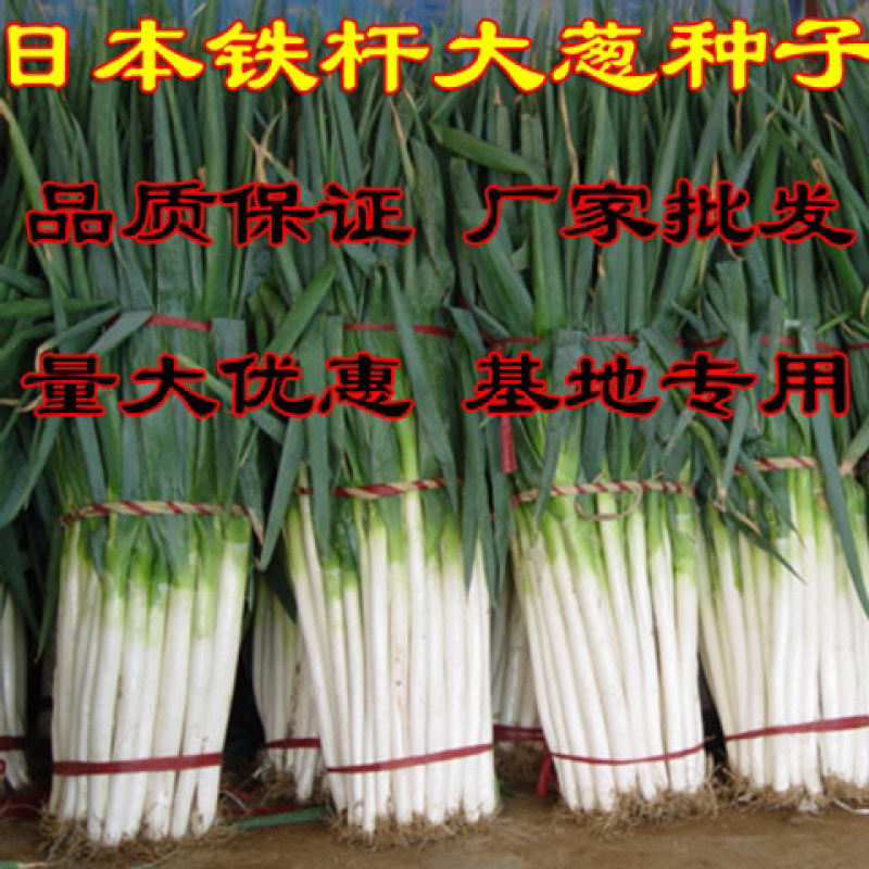 章丘大葱种子日本铁杆葱四季小香葱中华巨葱高产抗病抗倒伏