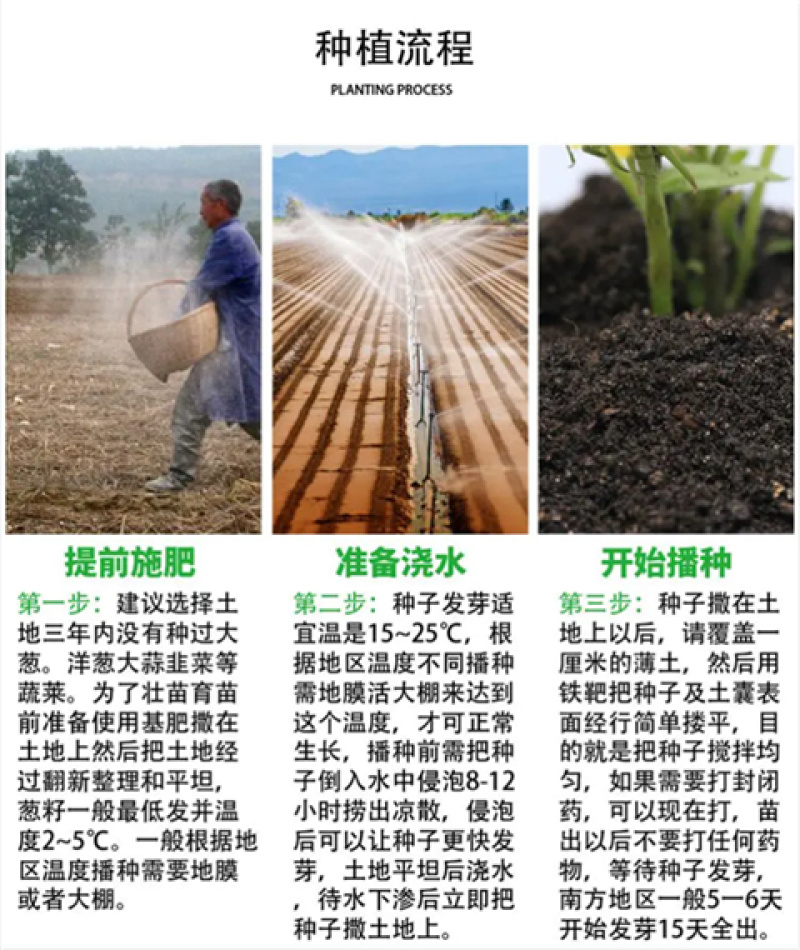 章丘大葱种子日本铁杆葱四季小香葱中华巨葱高产抗病抗倒伏