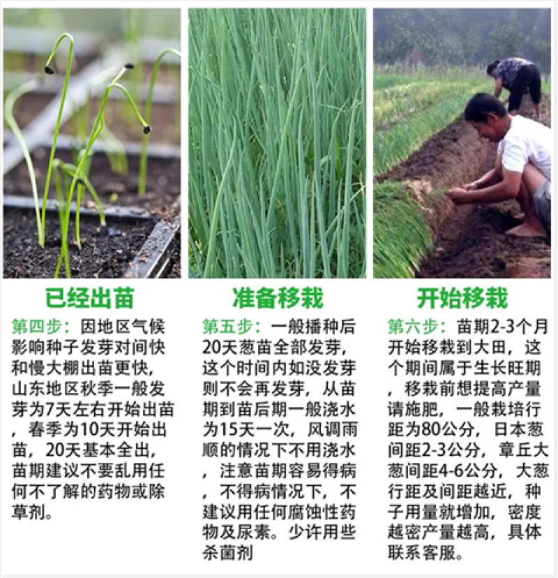 章丘大葱种子日本铁杆葱四季小香葱中华巨葱高产抗病抗倒伏