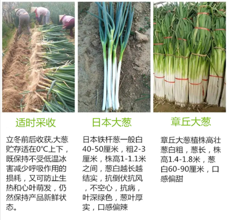 章丘大葱种子日本铁杆葱四季小香葱中华巨葱高产抗病抗倒伏