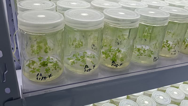 组培吉塞拉6号吉塞拉12号樱桃砧木穴盘苗