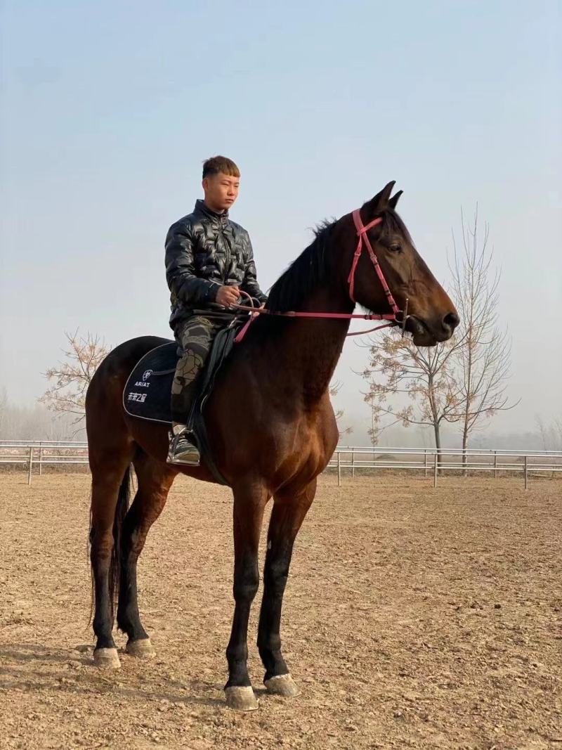 纯血马真马活马骑乘大马，马活体，养马场