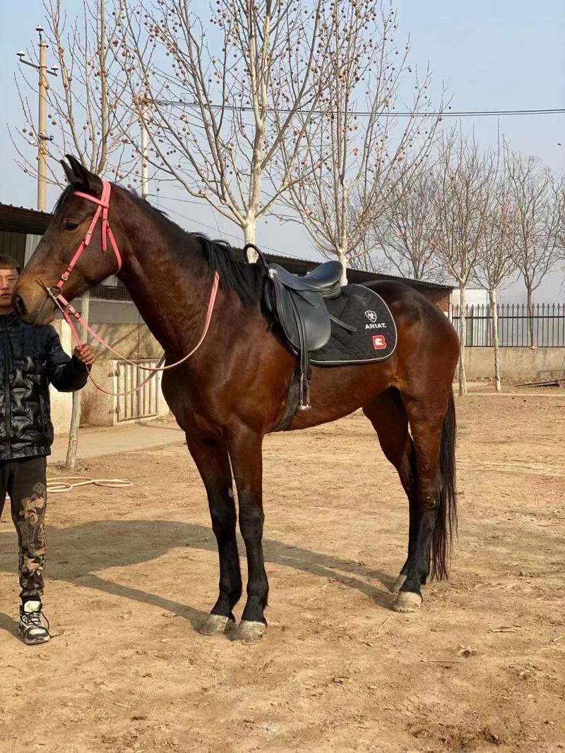 纯血马真马活马骑乘大马，马活体，养马场