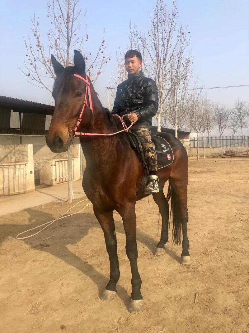 纯血马真马活马骑乘大马，马活体，养马场