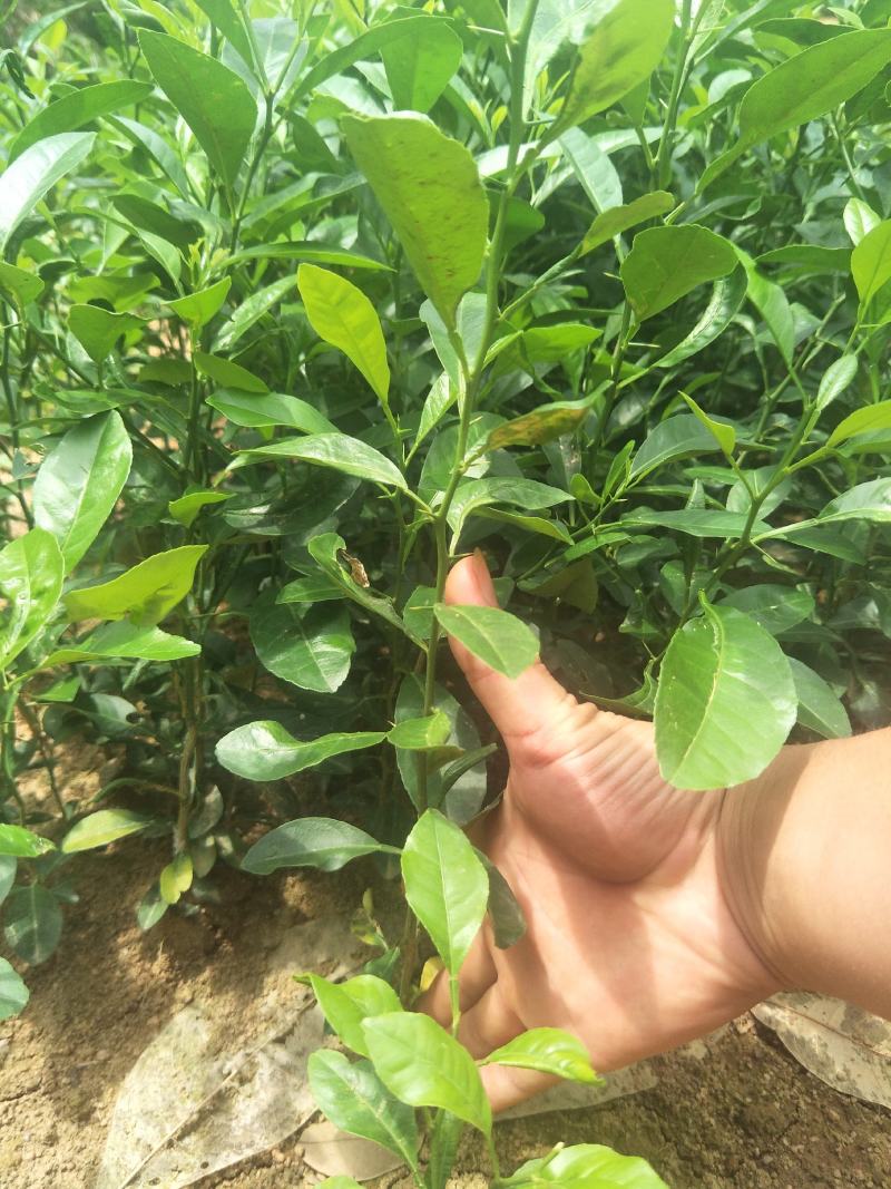 土柠檬苗红柠檬苗柠檬直生苗红芽柠檬苗
