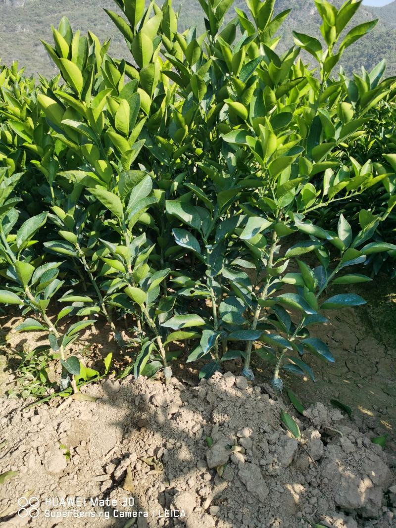 广西夏橙苗一级货40公分起基地直发量大从优