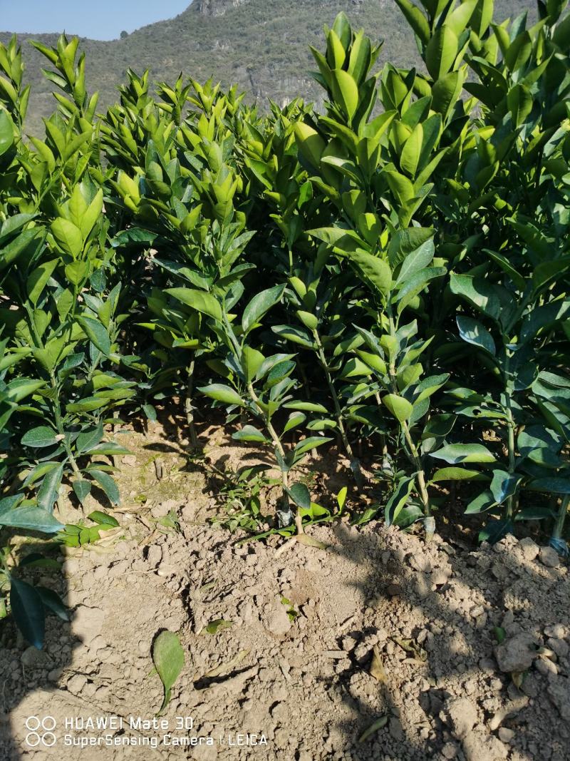 广西夏橙苗一级货40公分起基地直发量大从优
