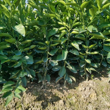 广西夏橙苗一级货40公分起基地直发量大从优