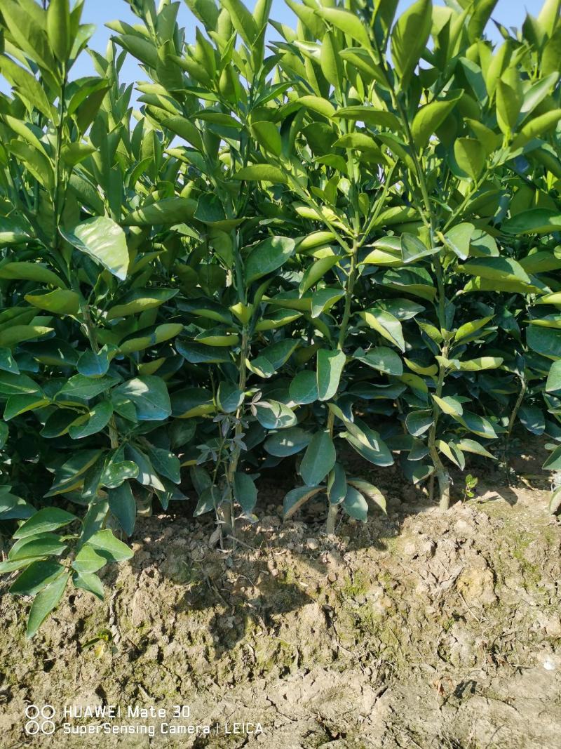 广西夏橙苗一级货40公分起基地直发量大从优