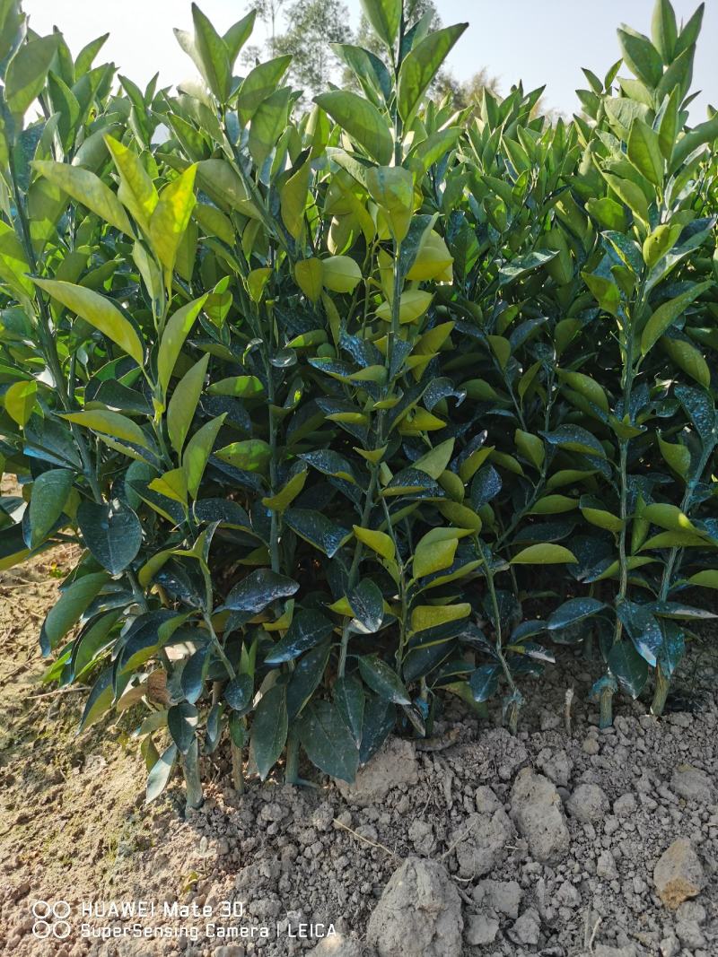 广西夏橙苗一级货40公分起基地直发量大从优