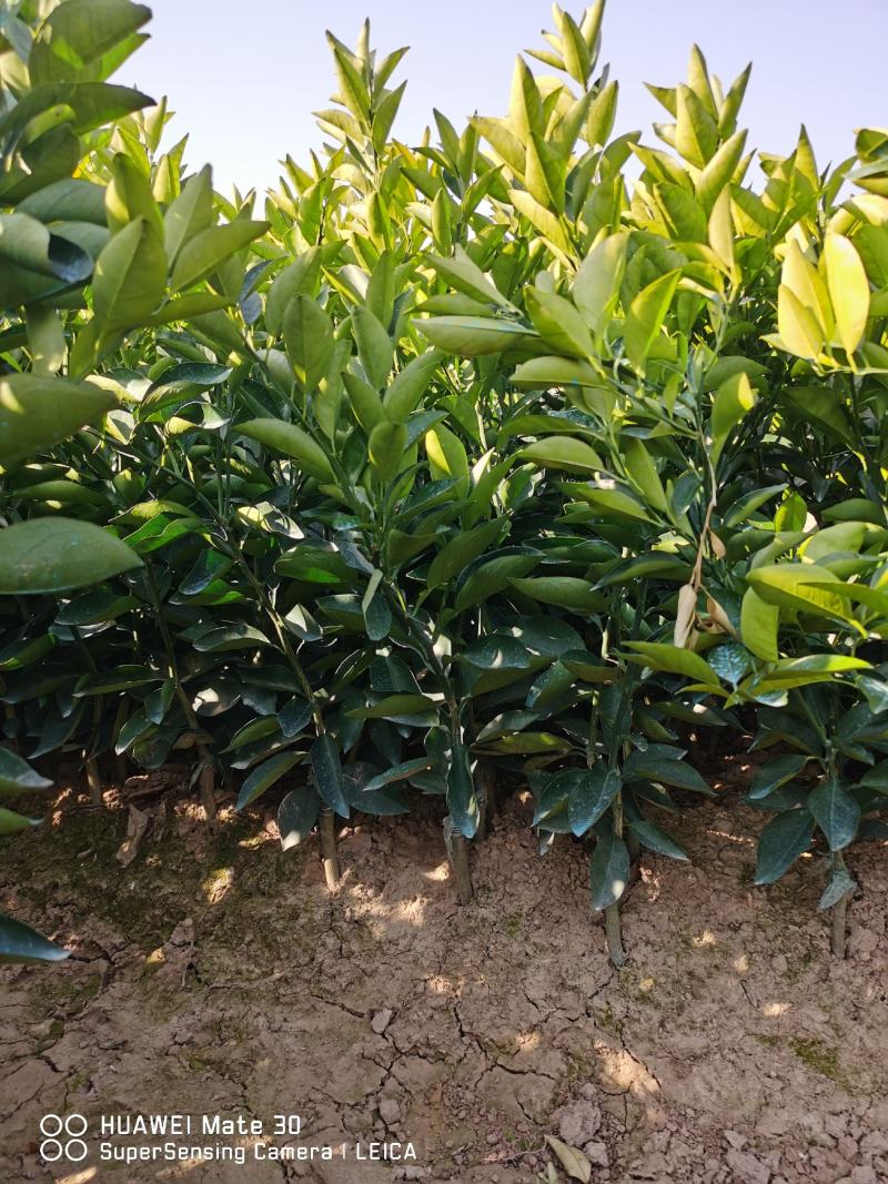 广西夏橙苗一级货40公分起基地直发量大从优