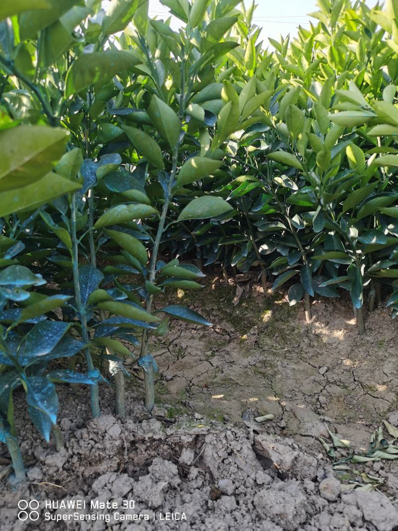 广西夏橙苗一级货40公分起基地直发量大从优