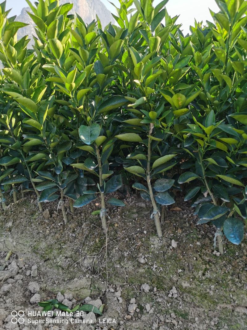广西夏橙苗一级货40公分起基地直发量大从优