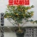 脆皮金桔盆栽带果发货包邮可食用可观赏