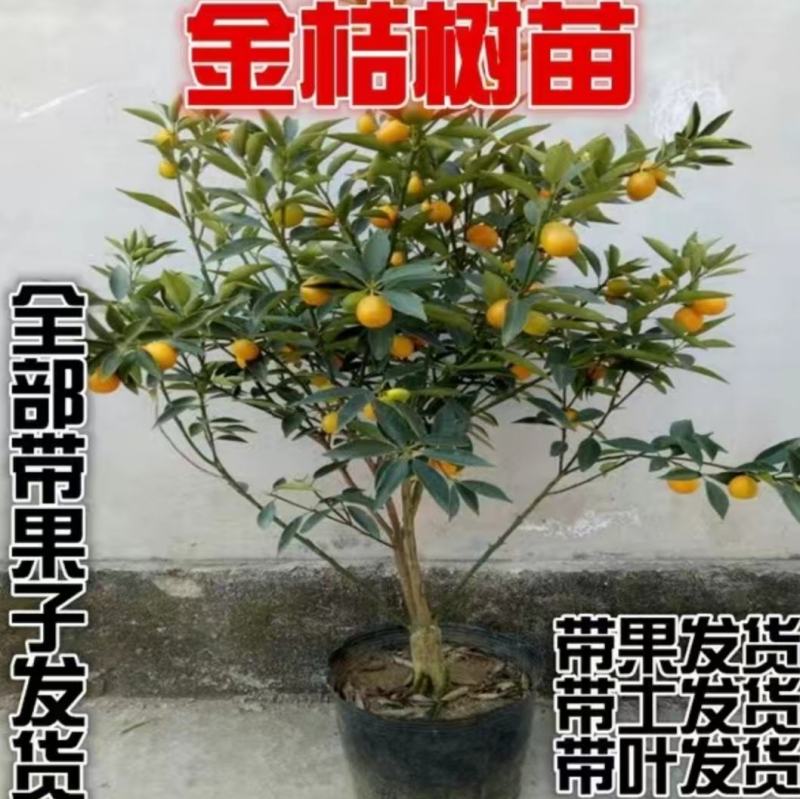 脆皮金桔盆栽带果发货包邮可食用可观赏