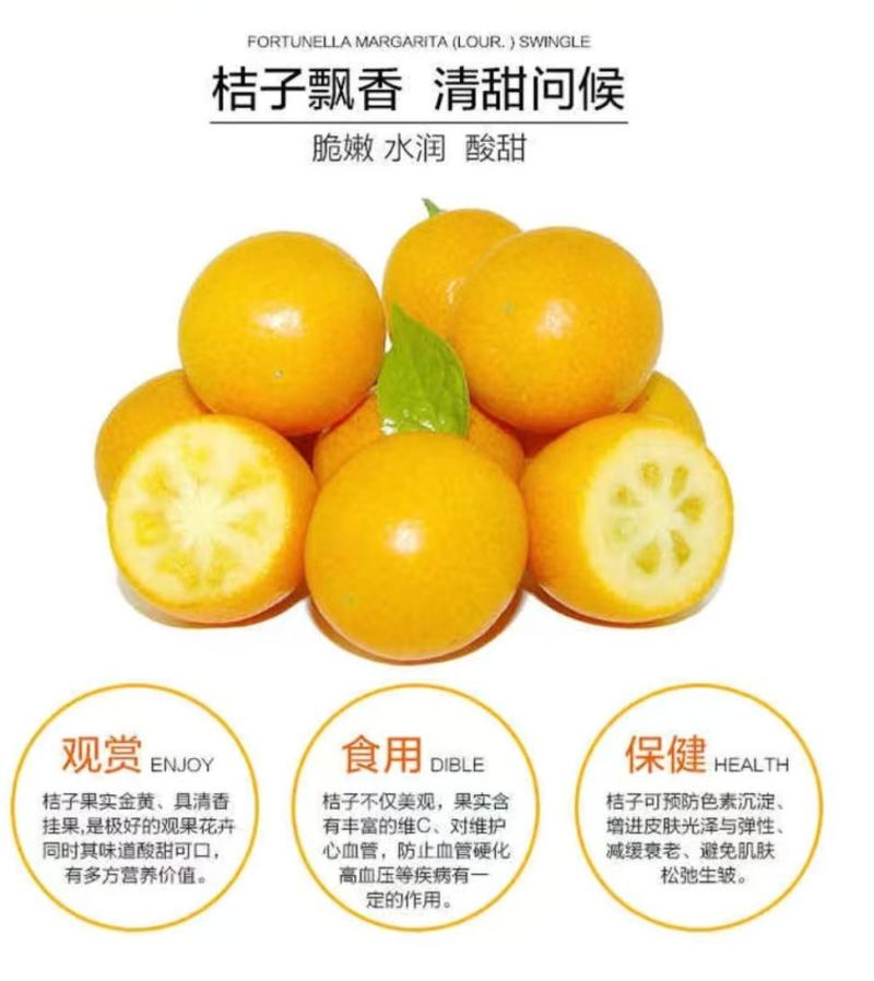 脆皮金桔盆栽带果发货包邮可食用可观赏